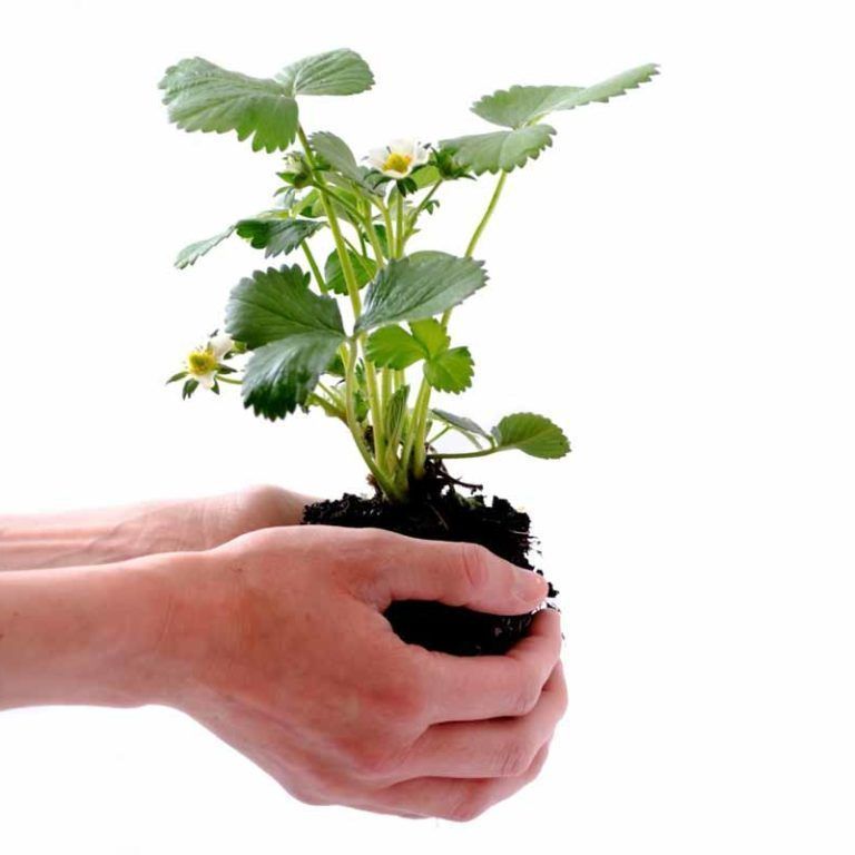 Ecocirplas: solución sostenible y circular al plástico de uso agrario