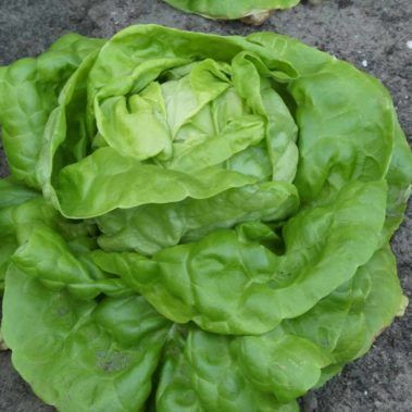 Ecocirplas: solución sostenible y circular al plástico de uso agrario