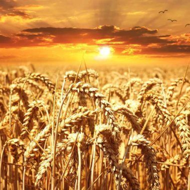 Ecocirplas: solución sostenible y circular al plástico de uso agrario