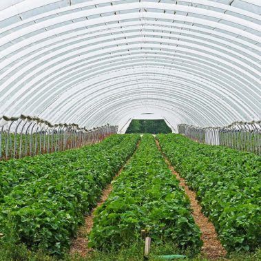 Ecocirplas: solución sostenible y circular al plástico de uso agrario