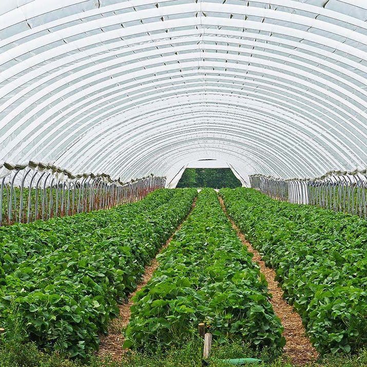Ecocirplas: solución sostenible y circular al plástico de uso agrario